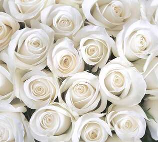 Фотопанно Divino Розы белые (B-091) оптом